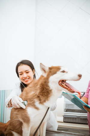 a female veteranian check the siberian dog with stethoscope while it sticking its tongue out
