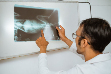 a male vet with eye glasses in doctors coat pointed at the screen explaining an x-ray resultの写真素材