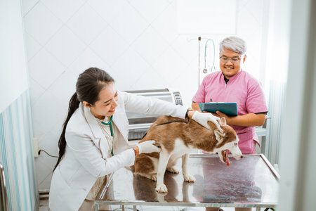 a siberian dog sticking its tongue out while the female veteranian grabing its neck against pet brooder at backgroundの写真素材