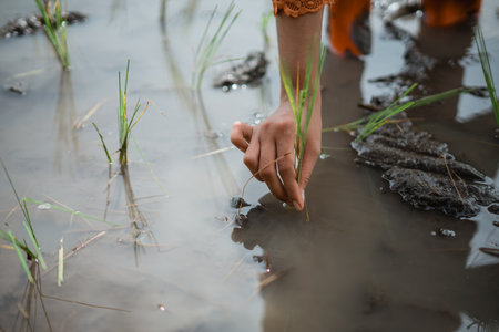 A detailed closeup of a hand carefully planting rice seedlings in muddy water for cultivationの写真素材