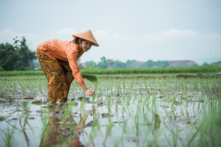 A farmer plants rice seedlings in lush green fields under a sunny sky for a good harvestの写真素材