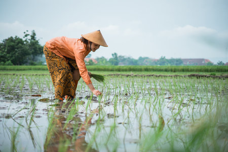 A dedicated farmer diligently working in vast rice paddies under the warm sunlit skyの写真素材