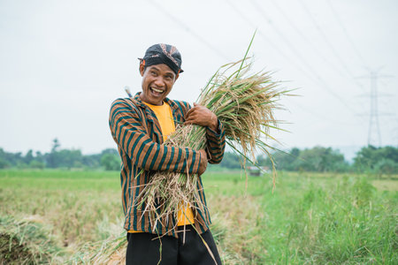 A cheerful and smiling farmer is proudly holding the freshly harvested rice in a beautiful fieldの写真素材