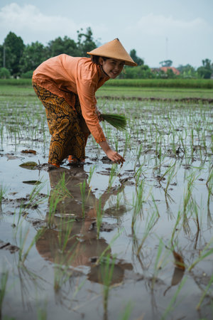 A farmer tends to thriving rice plants in a lush paddy field, focusing on growthの写真素材