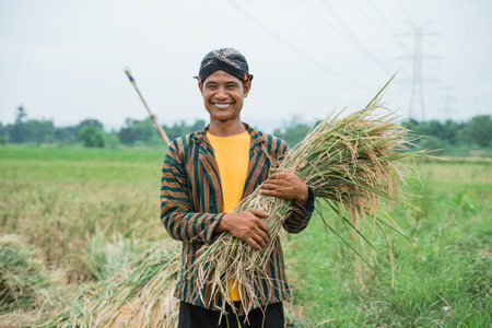 A joyful farmer proudly holds freshly harvested rice while standing in a scenic, beautiful fieldの写真素材
