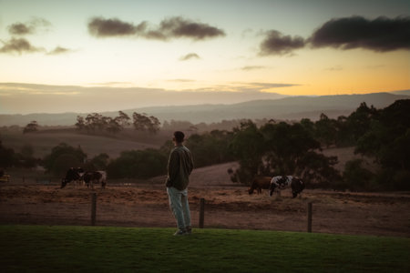 Enjoy a peaceful sunset moment watching grazing cows in the serene countrysideの写真素材
