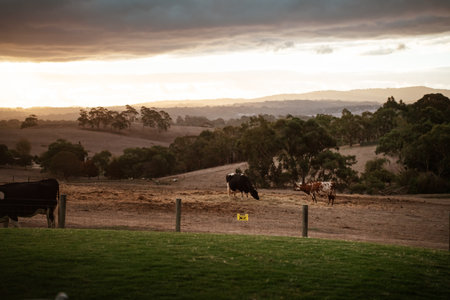 A tranquil farm scene of cows grazing peacefully at sunset, painting a landscapeの写真素材
