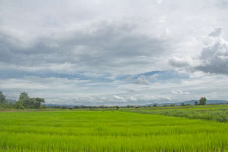 a green cornfield in thailand の写真素材