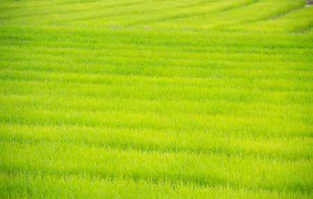 a green cornfield in thailand 