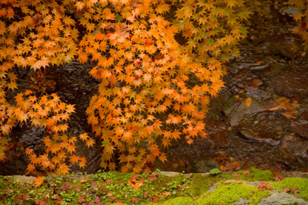 Maple tree in the garden of tofukuji temple in kyoto,japan