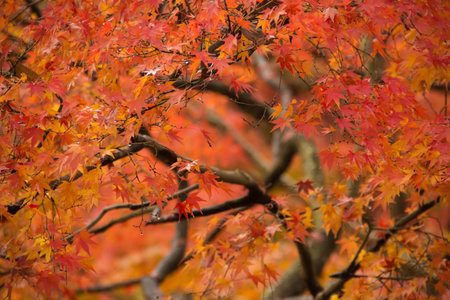 The peak of maple tree leaves in todaiji temple nara,japan.