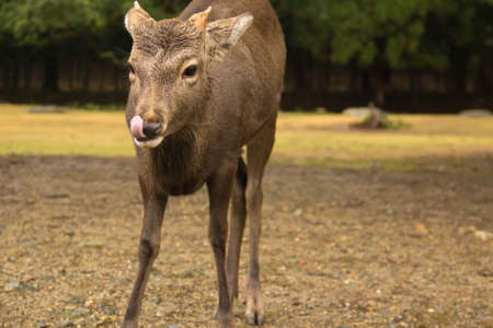 Nara's deer in nara park japan.の写真素材