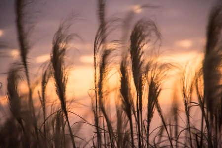 Grass flower in sunset, Okinawa , Japanの写真素材