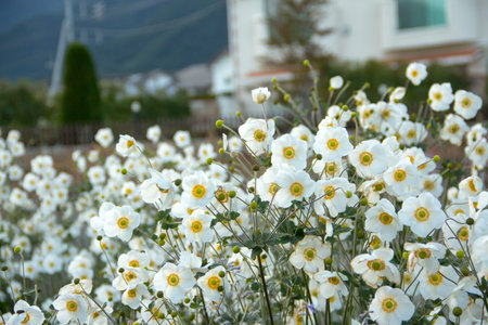 Beautiful flowers garden around kawagujiko lake, Japan