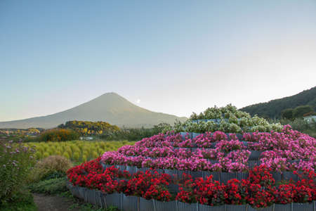 Beautiful flowers garden around kawagujiko lake, Japanの写真素材