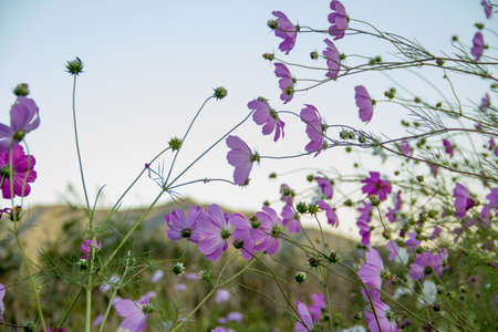Beautiful flowers garden around kawagujiko lake, Japanの写真素材