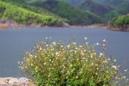 The abundant reservoir in northern Thailand.の写真素材
