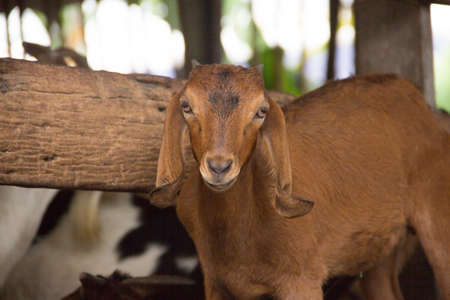 A farm goat in Muslim village Thailand.の写真素材