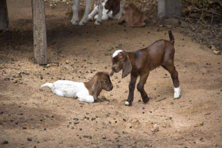 A farm goat in Muslim village Thailand.の写真素材