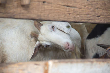 A farm goat in Muslim village Thailand.の写真素材