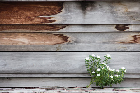 A little flowers with a woods wall.
