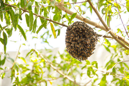 The honey comb hanging ob branch.の写真素材