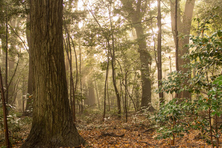 Sun rays of light in the japan garden.