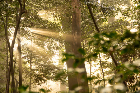 Sun rays of light in the japan garden.