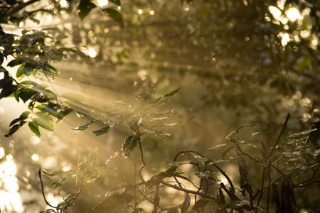 Sun rays of light in the japan garden.の写真素材