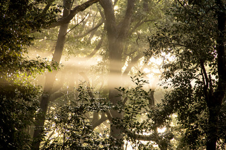 Sun rays of light in the japan garden.