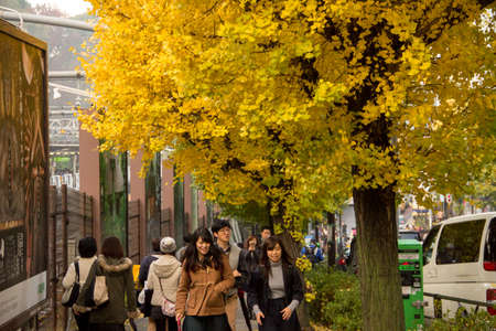 Japanese girls walking in Tokyo with beautiful yellow ginkgo.のeditorial素材