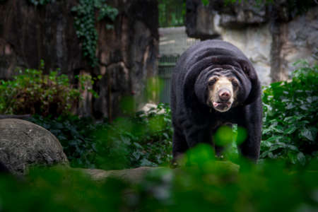 Black bear in the garden.の写真素材