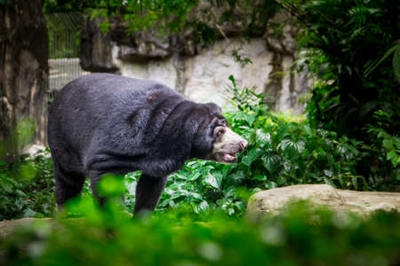 Black bear in the garden.の写真素材