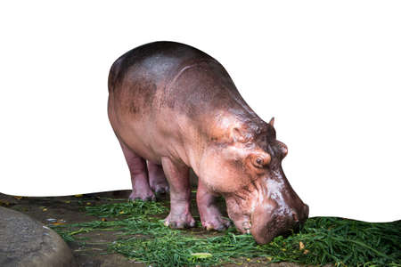 hippopotamus eating grass.の写真素材