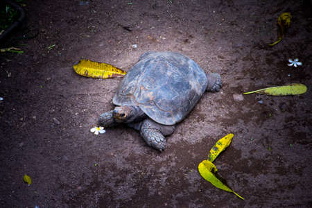 Turtle walking on the ground.の写真素材