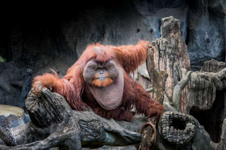 Fat monkey sit on the rock.の写真素材