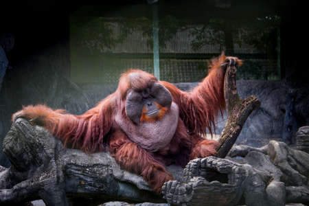 Fat monkey sit on the rock.の写真素材