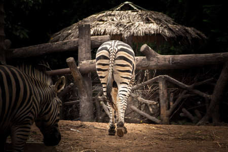 Zebra standing on the cage.の写真素材