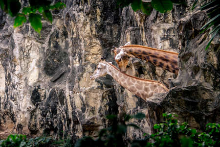 Giraffe couple hide behind the rock mountain.の写真素材