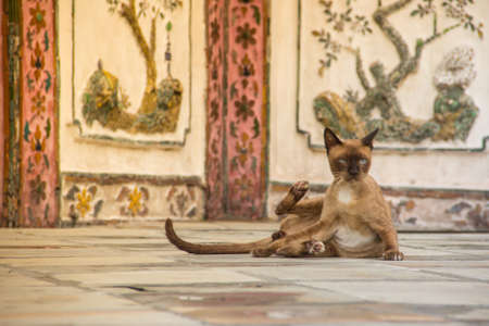 Thai cat in wat Arun temple , Bangkok ,Thailand.の写真素材