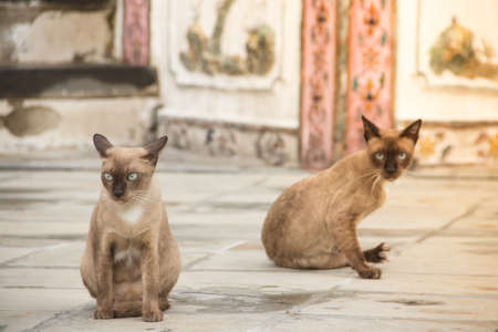 Thai cat in wat Arun temple , Bangkok ,Thailand.の写真素材
