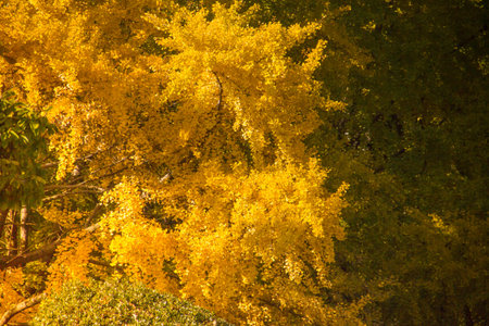 The beautiful yellow leaves in park.