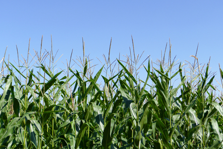 Corn field, strong growth, blue skyの写真素材