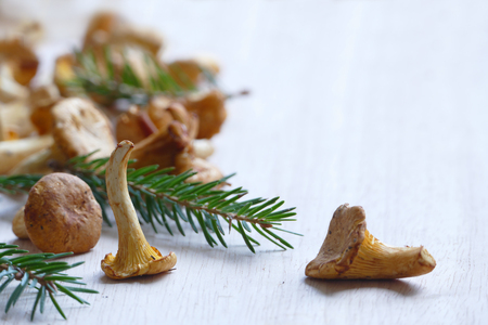 freshly picked chanterelles with some spruce branches on white varnished wood, copy spaceの写真素材