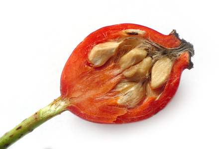 close up of a half rose hip, inside view with pulp and seeds, macro isolated on white backgroundの写真素材