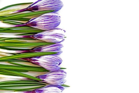 spring flowers crocus as a border background isolated on whiteの写真素材