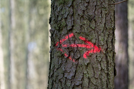 direction sign, arrows  painted with red color on a tree trunk, copy spaceの写真素材