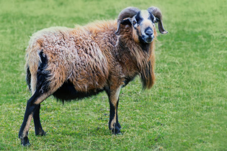 ram with horns and  long brown and black fur on the pastureの写真素材