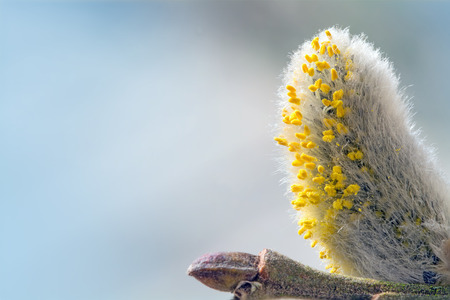 pussy willow catkin with pollen against blue sky,  macro shot with copy space in the backgroundの写真素材