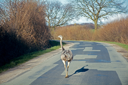 feral greater rhea (nandu) walking on a country road in northern Germany, Mecklenburg, as  impediment to trafficの写真素材